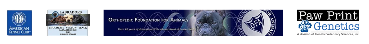 Registered with the American Kennel Club; OFA and Paw Print Genetics health tested